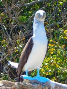 Terrapin Blue Footed Boobie